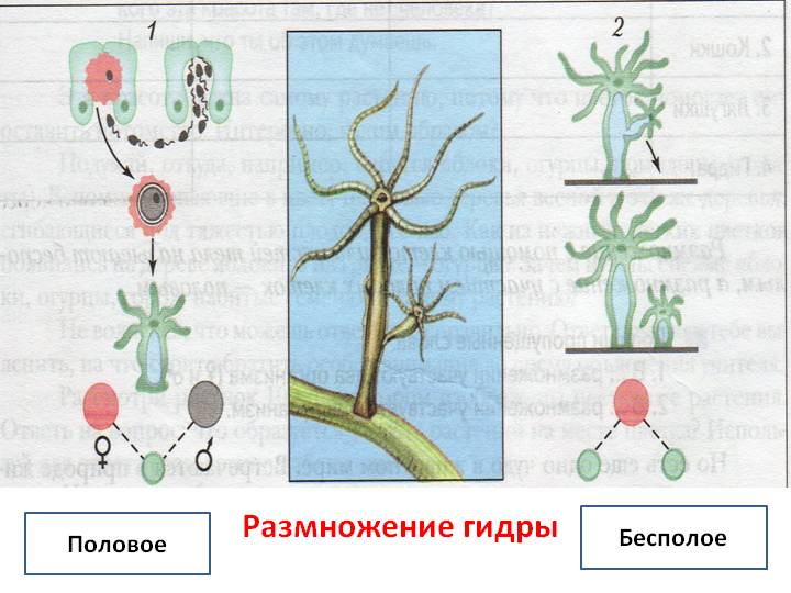 Сайт мега мориарти ссылки